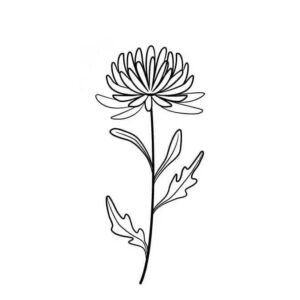 11_Chrysanthemum