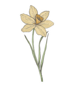 12_Narcissus