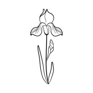 2_Iris