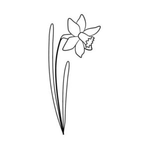 3_Daffodil