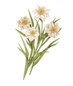 3_narcissus