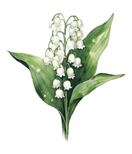 5_lily