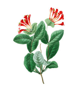6_honeysuckle