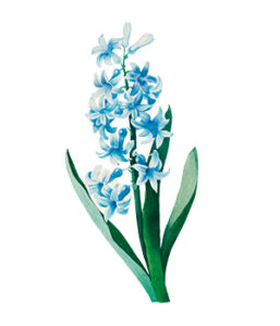 7_larkspur