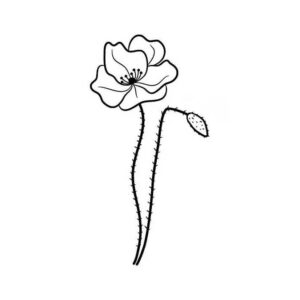 8_Poppy